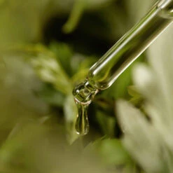 Mugwort Serum -Wishtrend Comestics Store Mugwort Serum thumbnail 04 concept4