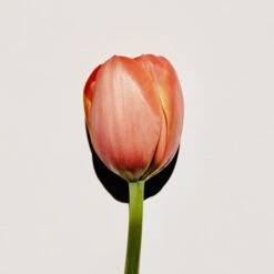 Spring Fever Perfumed Hand Cream -Wishtrend Comestics Store Spring fever thumbnail 04 concept